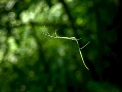 Ariamnes cylindrogaster