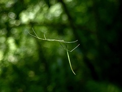 Ariamnes cylindrogaster