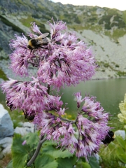Adenostyles alliariae