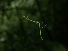 Ariamnes cylindrogaster