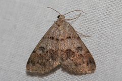 Hemeroplanis historialis