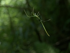 Ariamnes cylindrogaster