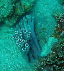 Callyspongia siphonella