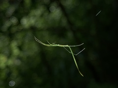 Ariamnes cylindrogaster