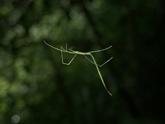 Ariamnes cylindrogaster