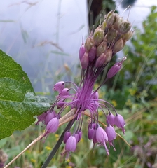 Allium carinatum
