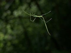 Ariamnes cylindrogaster