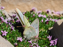 Colias nastes