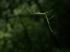 Ariamnes cylindrogaster