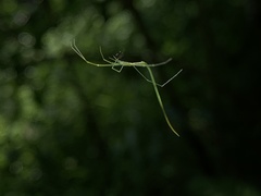 Ariamnes cylindrogaster