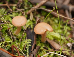 Singerocybe
