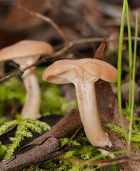 Singerocybe