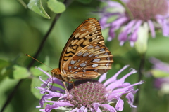 Speyeria cybele pseudocarpenteri