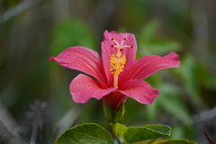 Hibiscus fragilis