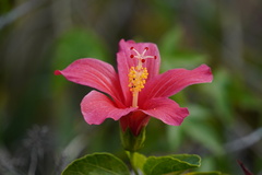 Hibiscus fragilis