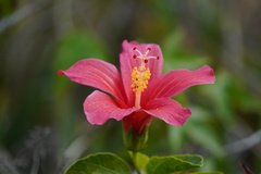 Hibiscus fragilis