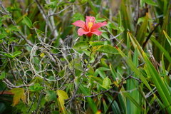 Hibiscus fragilis