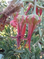 Cotyledon barbeyi