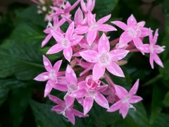 Pentas lanceolata