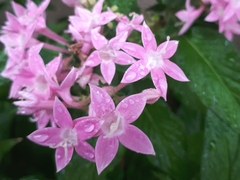 Pentas lanceolata
