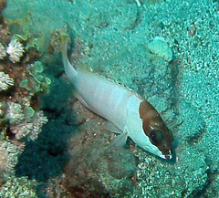 Epinephelus fasciatus