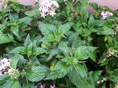 Pentas lanceolata