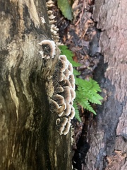 Trametes versicolor image