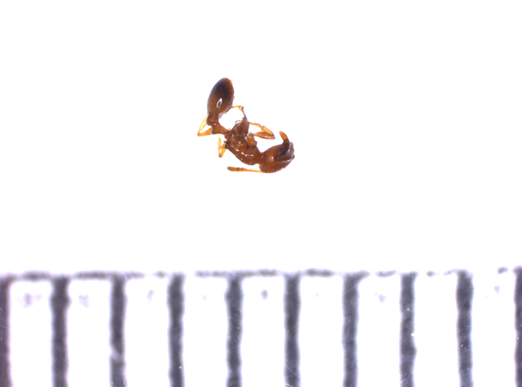 Temnothorax cordieri