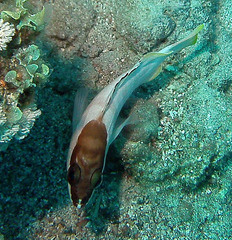 Epinephelus fasciatus