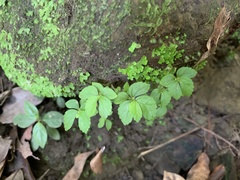 Elatostema cuneatum