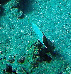 Epinephelus fasciatus