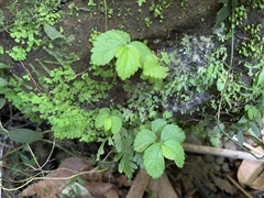 Elatostema cuneatum