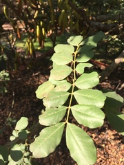 Ceratonia siliqua
