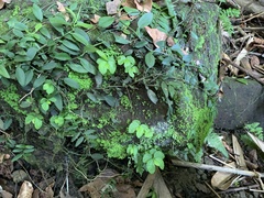 Elatostema cuneatum