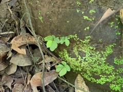 Elatostema cuneatum