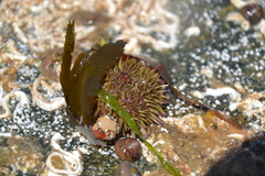 Image of Psammechinus miliaris