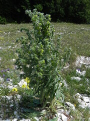 Solenanthus apenninus