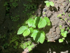 Elatostema cuneatum