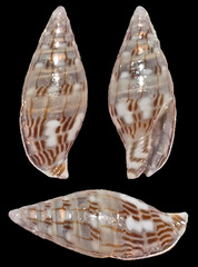 Pyreneola melvilli