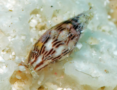Pyreneola melvilli