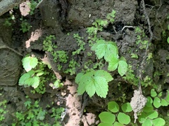 Elatostema cuneatum