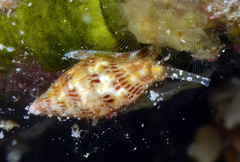 Pyreneola melvilli