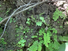 Elatostema cuneatum