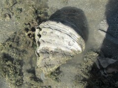 Hippopus hippopus