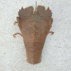 Thenus orientalis