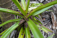 Aloe purpurea