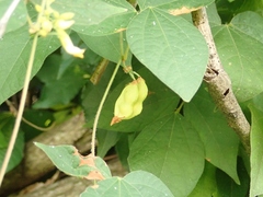 Rhynchosia acuminatifolia