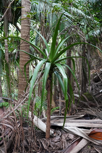 Aloe purpurea · iNaturalist
