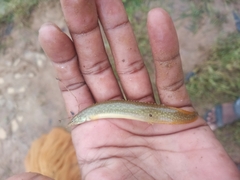 Mastacembelus armatus