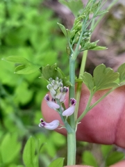 Cysticapnos cracca